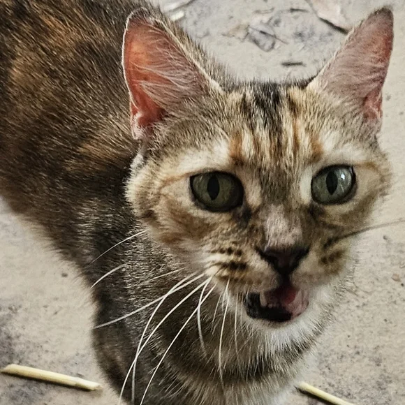 FRIDAY's THEME LIVE SHOWS NOTIFICATION |  jems_menagierie - Picture 10 of 15